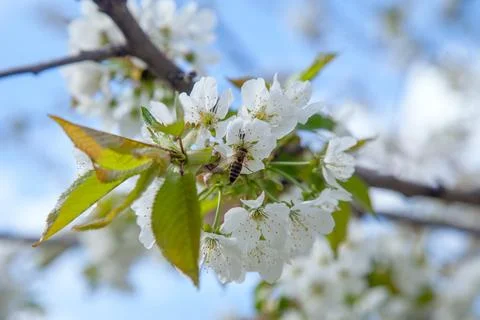 Close up view of working honeybee on white flower of sweet cherry tree. Col.. Stock Photos
