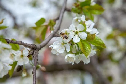 Close up view of working honeybee on white flower of sweet cherry tree. Col.. Stock Photos