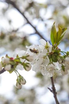 Close up view of working honeybee on white flower of sweet cherry tree. Col.. Stock Photos