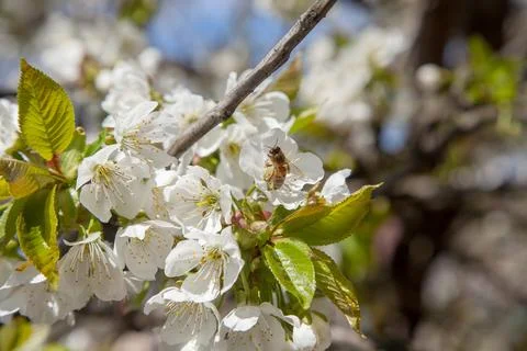 Close up view of working honeybee on white flower of sweet cherry tree. Col.. Stock Photos