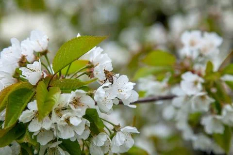 Close up view of working honeybee on white flower of sweet cherry tree. Col.. Stock Photos