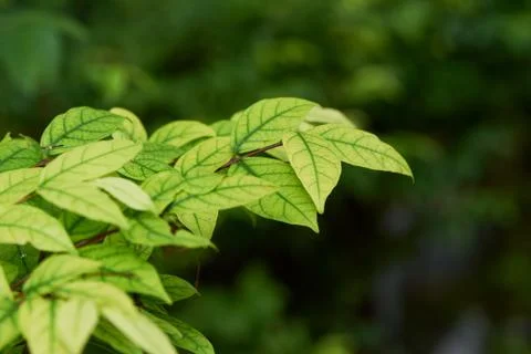 Close-up view of Wrightia religiosa Benth leaves Stock Photos