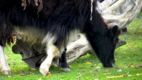 Close view of Yak cow Stock Footage 272793780
