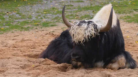 Close view of Yak Stock Footage 252548366
