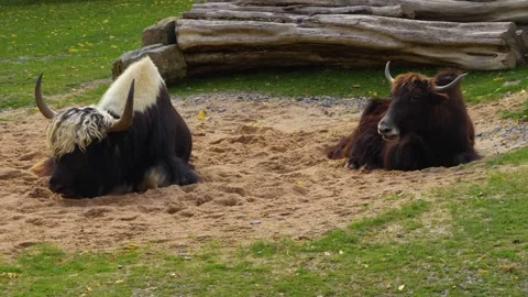 Close view of a Yak Stock Footage 268751432