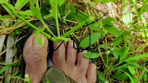 A close-up view of a yellow-and-black Nephila pilipes spider biting or rest.. Stock Footage 330061028