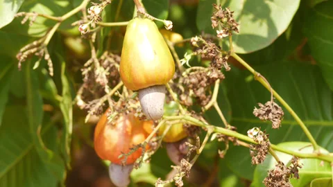 Close-up view of yellow and orange fruits hanging on cashew plant Stock Footage 150721395