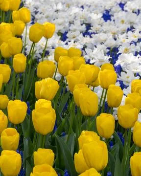 Close up view of Yellow and white Tulip flowers in the Netherlands. Stock Photos