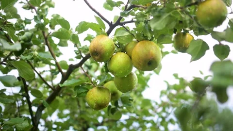 Close-up view of yellow apples on apple tree branch on bright sunny rainy day. 스톡 동영상 250059063