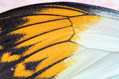 Close up view of the yellow batterfly Stock Photos