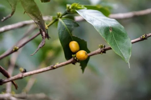 Close-up view of a yellow bourbon coffee bean plant with green leaves Stock Photos