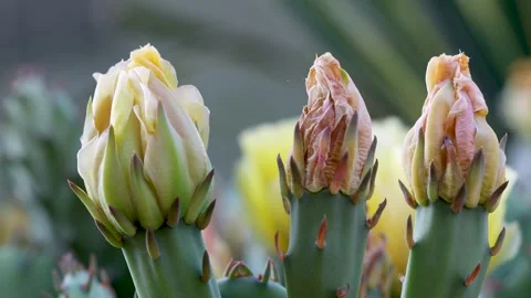Close up view of yellow cactus plant bloom Stock Footage 246727635