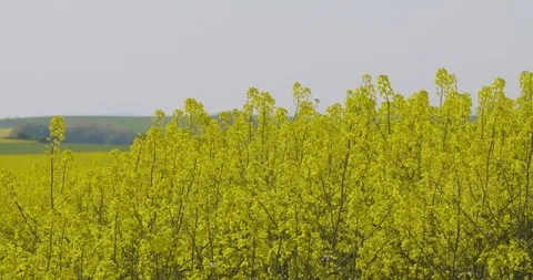 Close up view of Yellow Colza field and canola rape field. Stock Footage 89602356