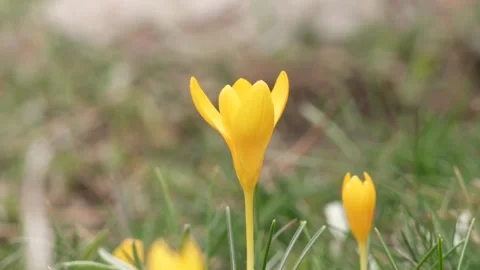 Close view of yellow crocus flowers blooming in green grass - Wildflower Meadow 库存影片 339813384