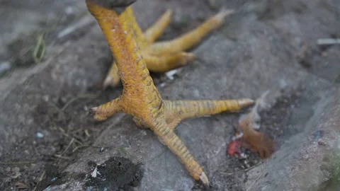 Close up view yellow dirty chicken legs with sharp nails on bird farm. Outdoor Stock Footage 155655733