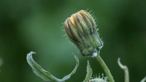 Close-up view of a yellow flower bud Stock Footage 74517933