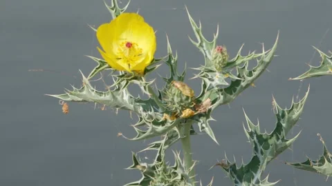 Close up view of yellow flower on desert plant 動画素材 150730620