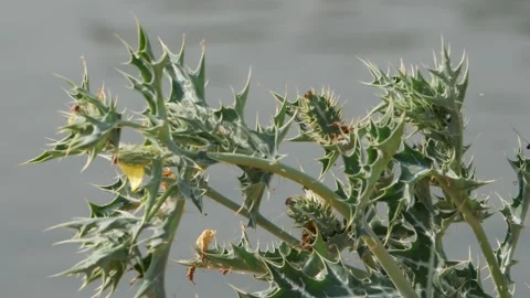 Close up view of yellow flower on desert plant Stock Footage 150730748