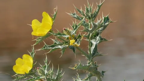 Close up view of yellow flower on desert plant Video stock 150730928