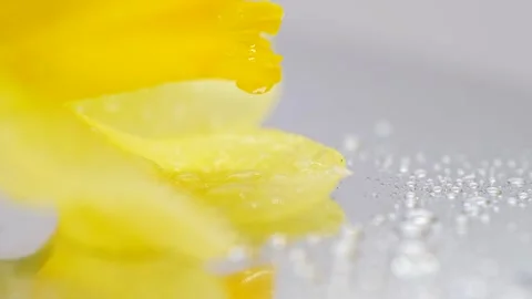 Close up view of a yellow flower with droplets of water on its petals Stock Footage 332274302