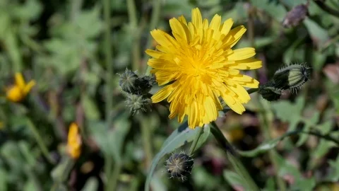 Close-up view of a yellow flower Stock Footage 74174585