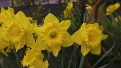 Close view of an yellow flower with pan Stock Footage 270362174