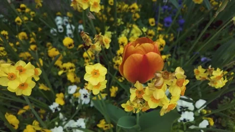 Close up view of a yellow flower with pan Stock Footage 272525483