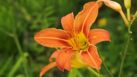 Close-up view of yellow flowers blowing in the wind in autumn Stock Footage 145511909