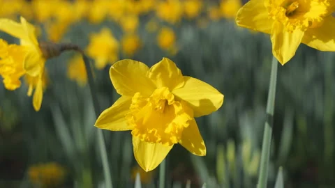 A close-up view of yellow flowers on a field. Stock Footage 132734074