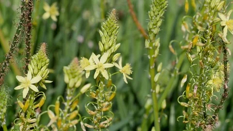 Close-up view of yellow flowers Stock Footage 74174543