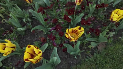 A close view of yellow flowers with pan Stock Footage 274897998
