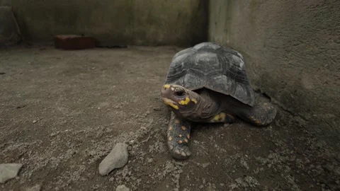Close Up View of a Yellow-Footed Tortoise Video stock 346625767