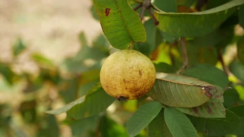 Close-up view of yellow guava hanging on guava tree Video stock 147693116