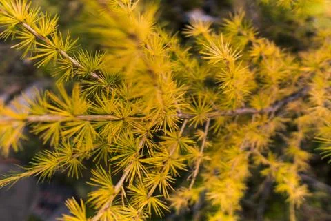 Close-up view of yellow larch tree Stock-Fotos