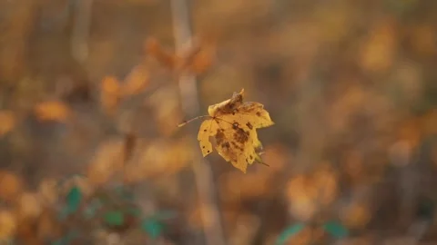 Close up view of yellow leaf hangs on a cobweb, swaying in wind in autumn forest Stock Footage 165773669