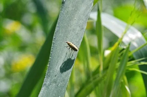 Close view of a yellow lixus bug Stock Photos