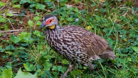 Close view of a yellow necked Francolin Stock Footage 256250009
