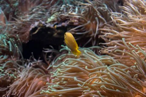 Close-up view of a yellow reef fish Stock Photos