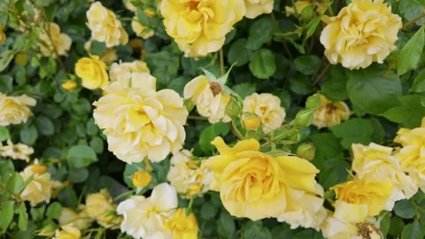 Close View of Yellow Roses Blooming in Summer Garden Video stock 336782231