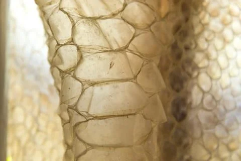 Close up view yellow snake python skin leather texture at the day light Stock Photos