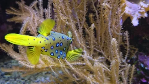 Close view of a yellow spotted puffer  fish Stock Footage 267660843