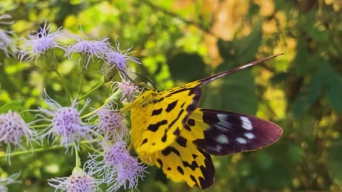Close-up view of a yellow spotted tiger moth feeding on purple wildflowers 動画素材 345722808