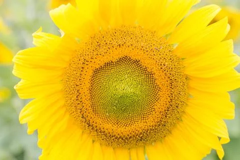 Close up view of the yellow sunflower Stock Photos