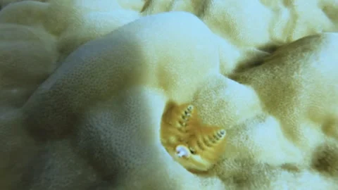 Close up view of a yellow Xmasa tree worm Spirobranchus giganteus tube warm insi Stock Footage 259466966