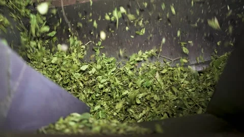 Close-up view of Yerba maté leaves rotating in industrial processing machine. Stock Footage 318530479