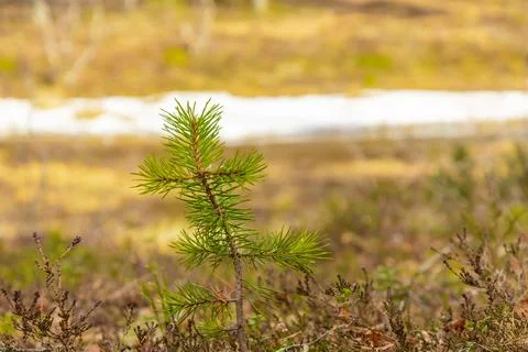 Close-up view of a young and vibrant pine sapling growing in the wilderness o Stock Photos