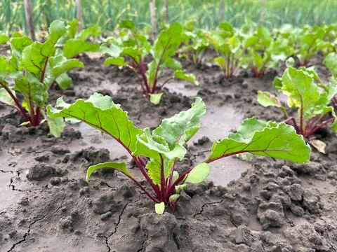 Close-up view of young beetroot plants growing in the garden Stock Photos