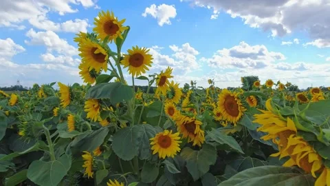 Close up view of young blooming sunflowers at the rural sunflower field farm  動画素材 221111931