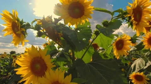 Close up view of young blooming sunflowers at the rural sunflower field far.. Video stock 226680925