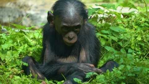 Close view of a young Bonobo Stock Footage 284251426